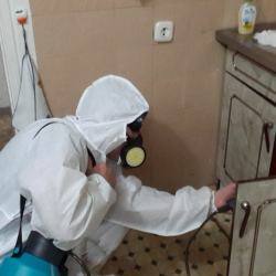Дезинфекция от муравьев в квартире в Красноуральске